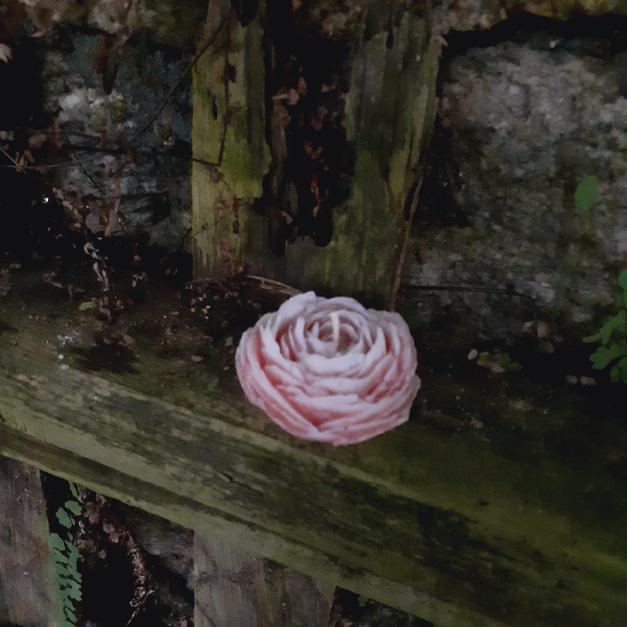 Flores