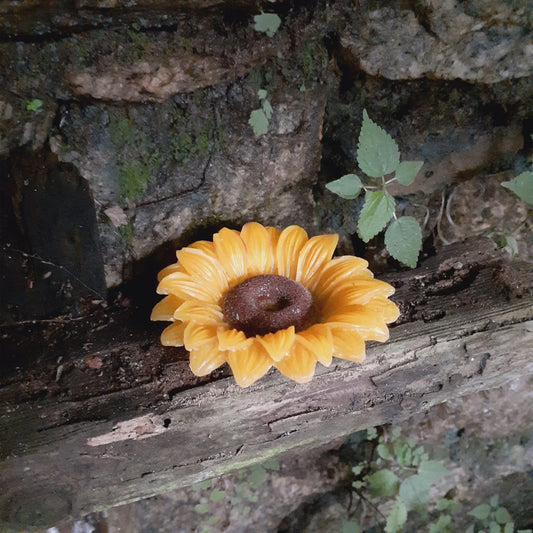 Flores